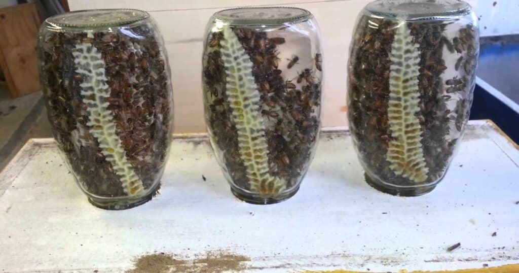 Benefits Of Using A Mason Jar For Bee Trapping