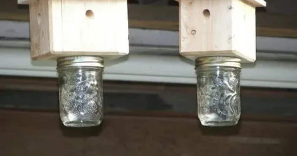 Build A Carpenter Bee Trap With Mason Jar