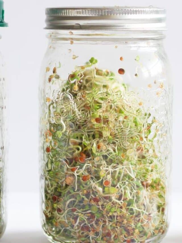 How To Grow Microgreens In A Mason Jar Creating Tomorrows