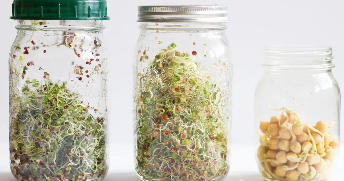 How To Grow Microgreens In A Mason Jar